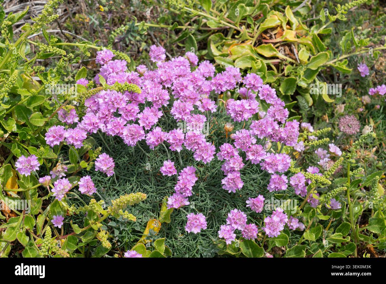 Roses de mer sauvages, Armeria maritima subsp. maritima (l'épargne), une plante côtière indigène poussant sur une falaise au-dessus de Kynance Cove, Cornouailles, Royaume-Uni Banque D'Images