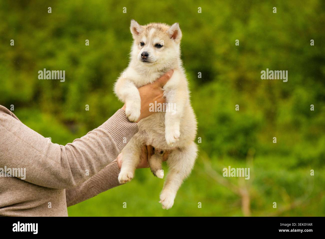 Personne tenant un petit chiot Husky sibérien Banque D'Images