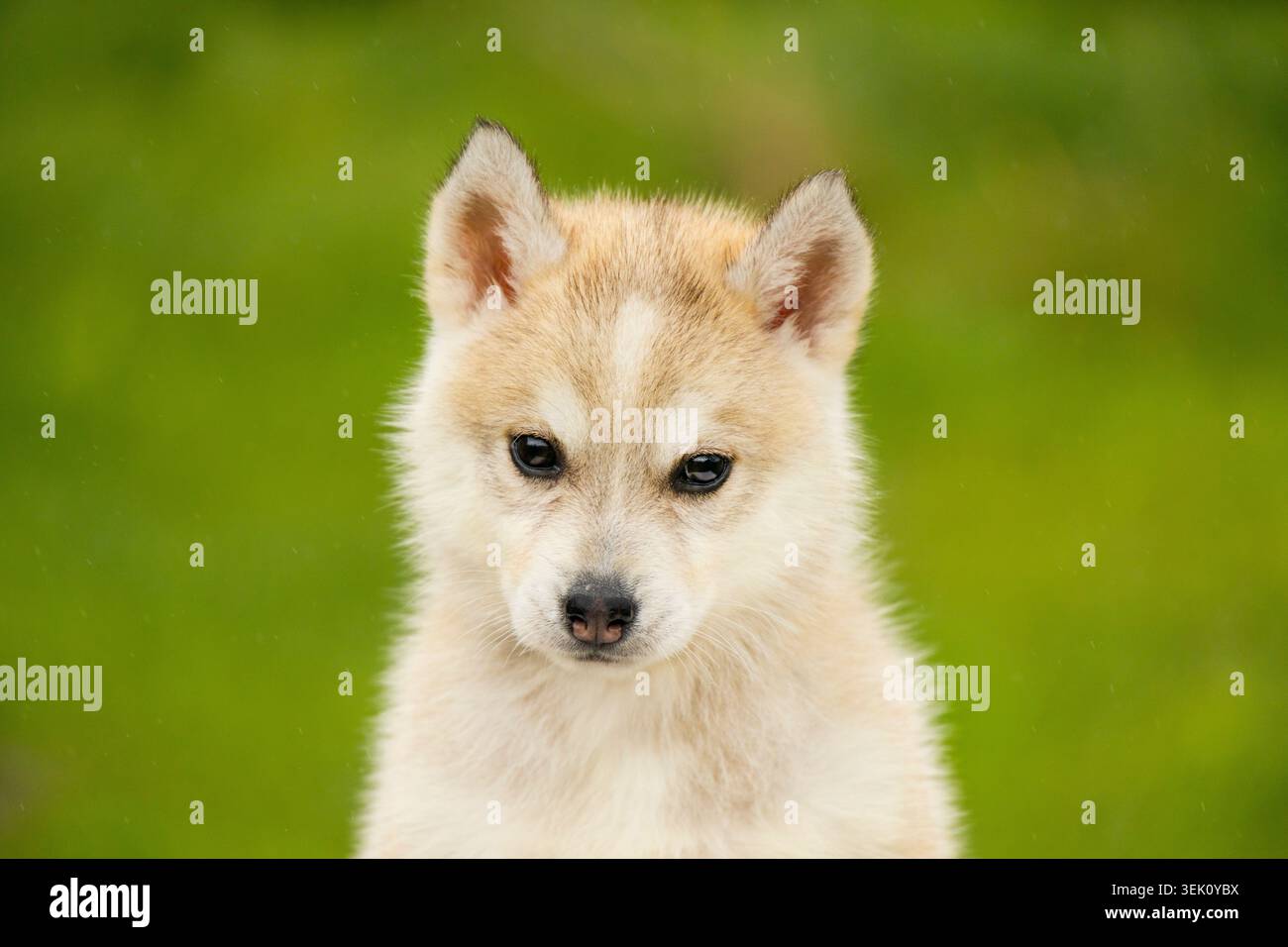 Chiot Husky sibérien gros plan portrait en extérieur Banque D'Images