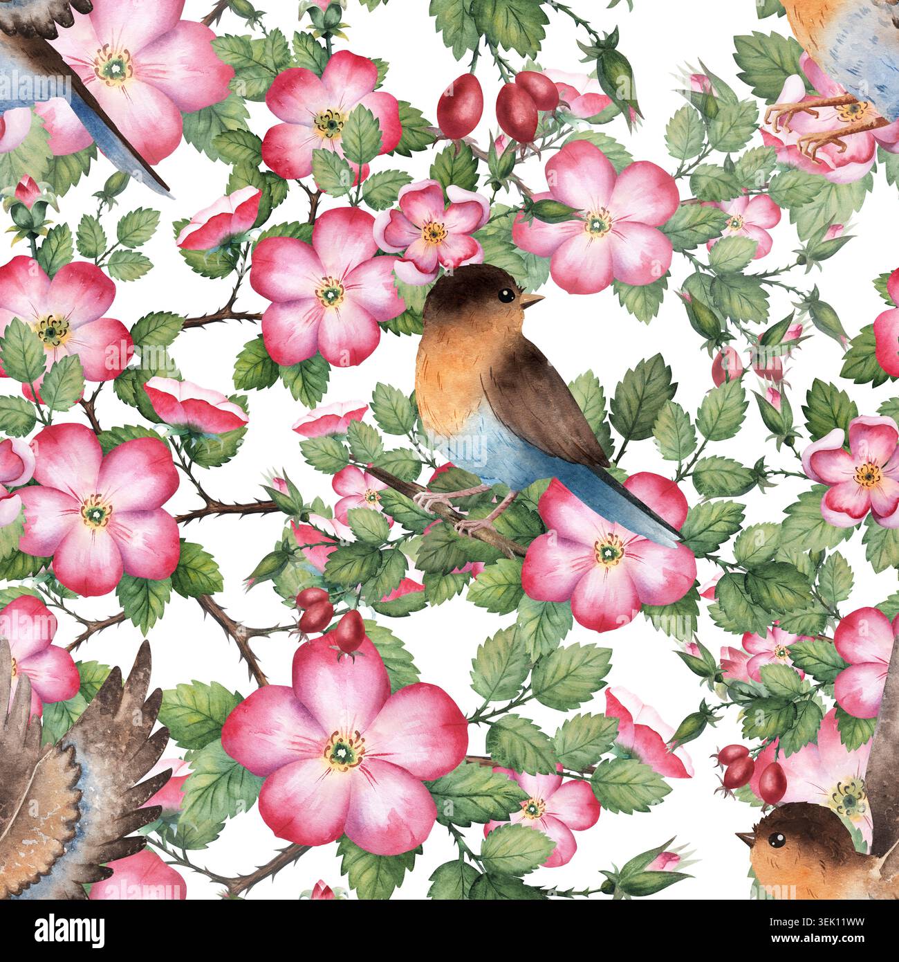 Motif aquarelle sans couture avec des oiseaux robin et des branches de rose musquée en fleurs sur fond blanc. Peint à la main Banque D'Images