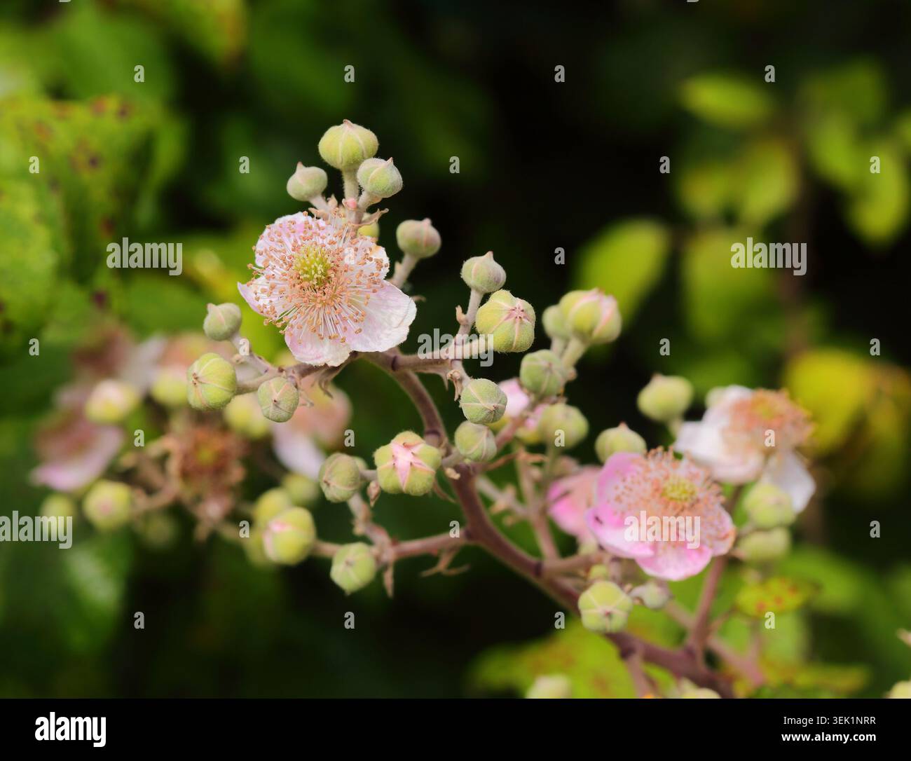 Gros plan d'un BlackBerry Bush - Rubus, en pleine floraison. Mise au point sélective pour isoler les fleurs. Fin du printemps au Portugal. Banque D'Images