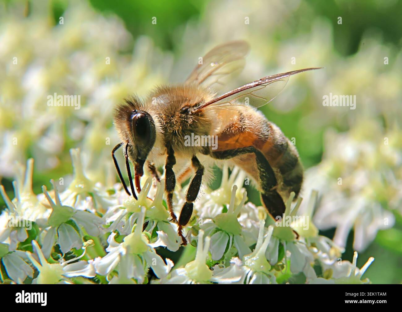 Abeille de miel sur fleur blanche en été Banque D'Images