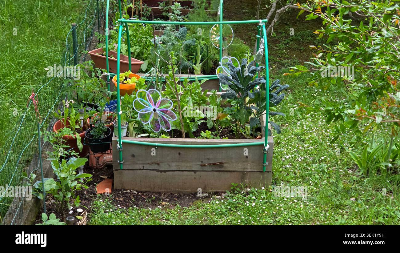 Deux lits de jardin surélevés en bois équipés de supports en cerceau en plastique vert cultivent de la laitue franche de toscane Brassica oleracea et des plants de tomates en pot à côté Banque D'Images