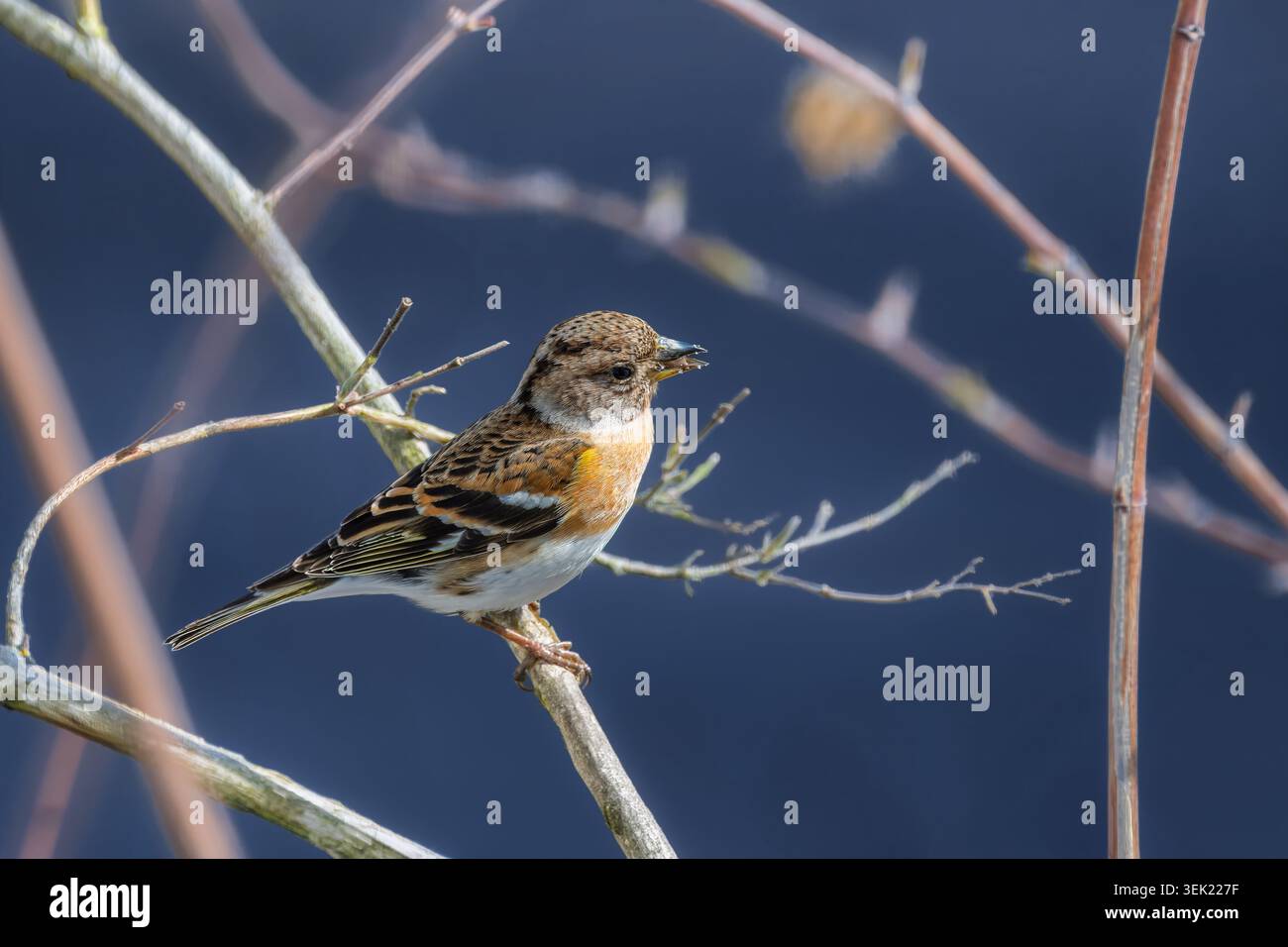 Gros plan d'un oiseau brassin (Fringilla montifringilla) perché sur une brindille Banque D'Images