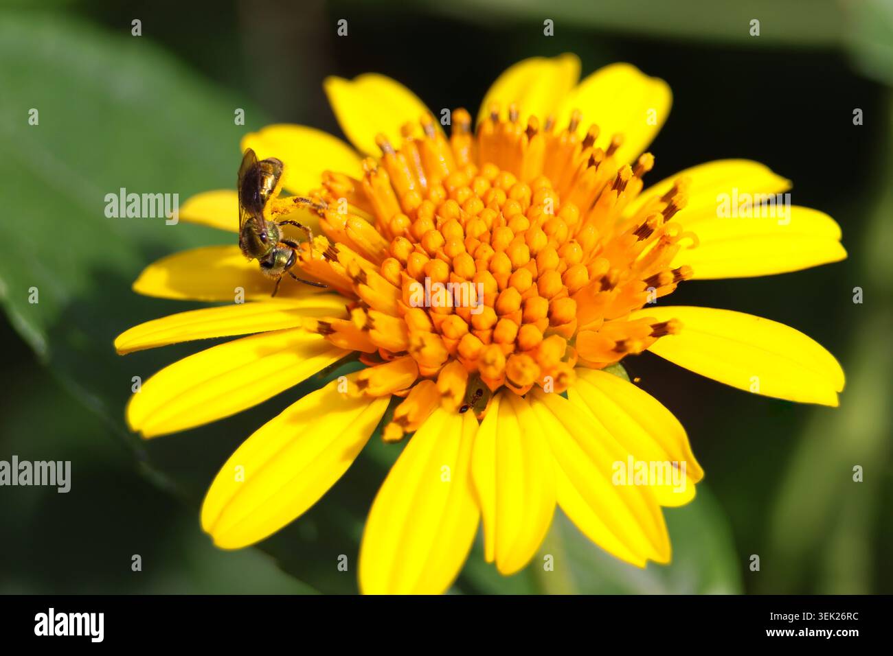 Abeille sur une fleur jaune délicate et vibrante Banque D'Images