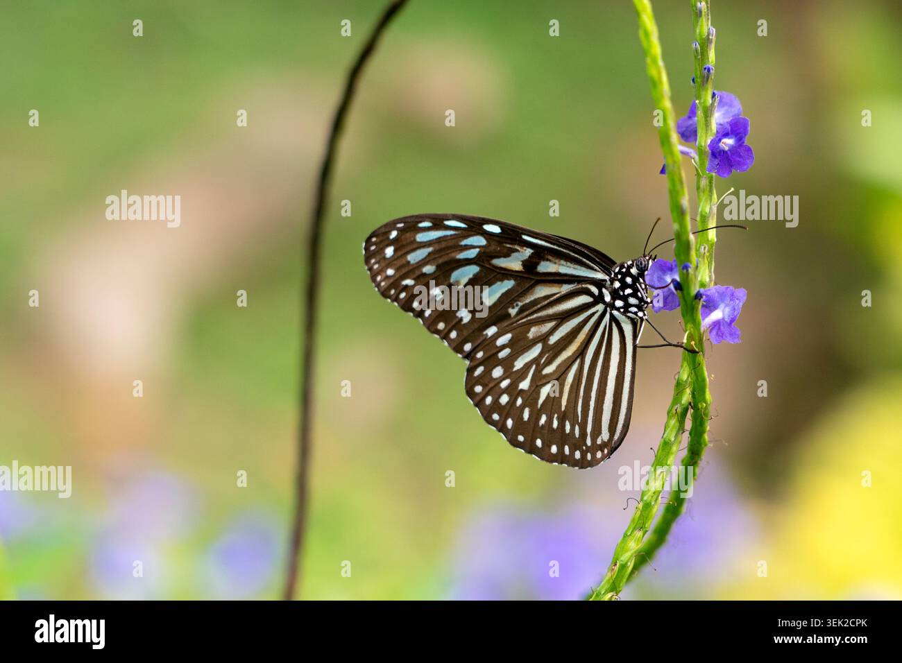 Une photo macro détaillée d'un papillon bleu Tigre vitreux (Ideopsis vulgaris) reposant sur une minuscule fleur violette d'une plante stachytarpheta. Le papillon est Banque D'Images