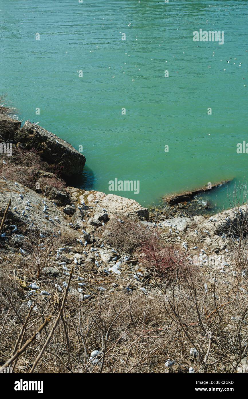 Les gens observent l'eau verte de la rivière près du bord des chutes Niagara. Des rochers et des arbustes entourent la zone où ils profitent de la vue. Le soleil tiendrait Banque D'Images