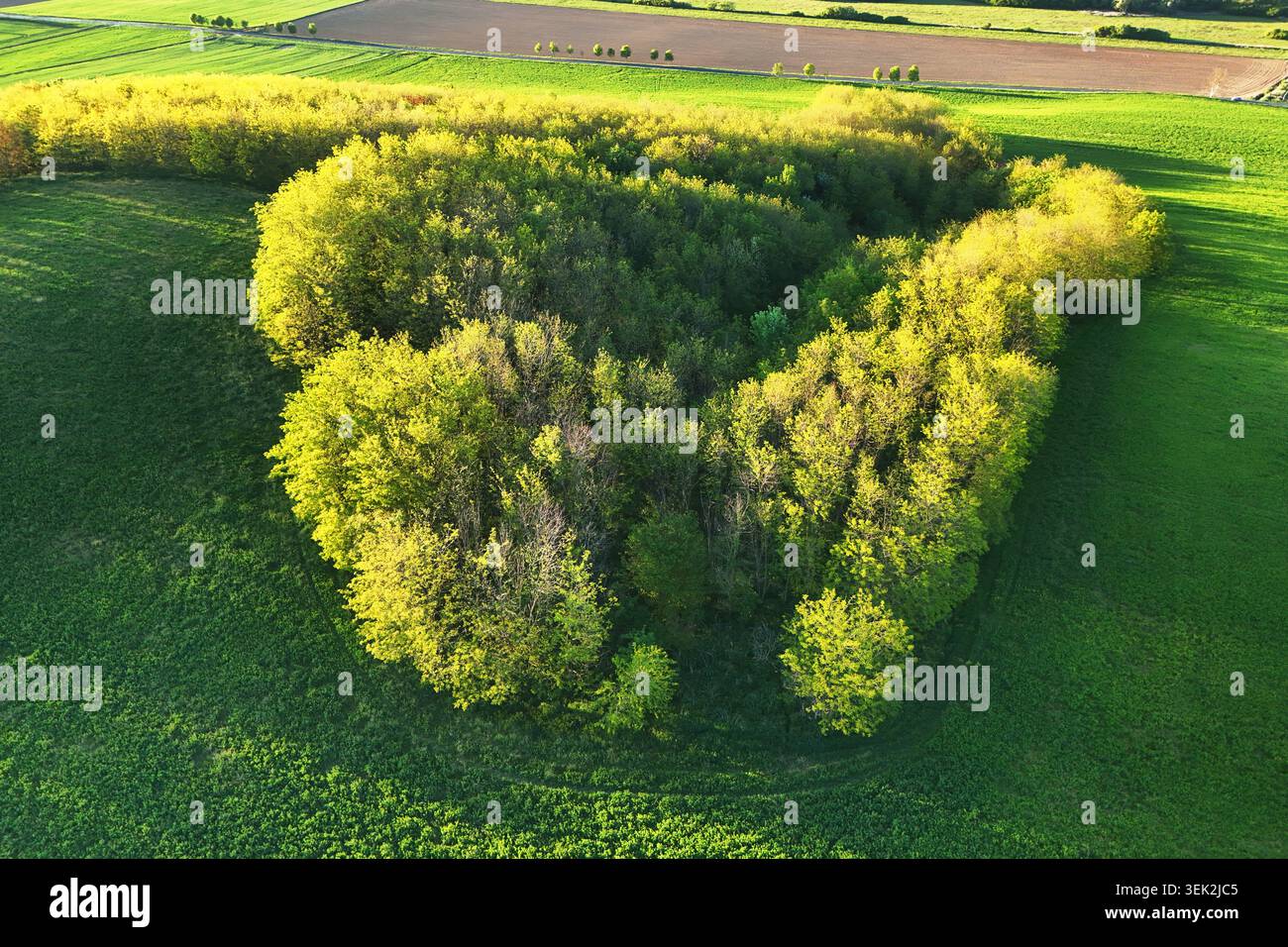 Vue aérienne sur une forêt et un champ de luzerne Banque D'Images