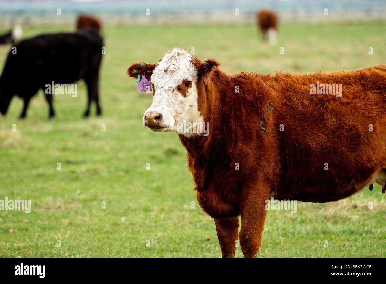 Vache au visage blanc avec une étiquette auriculaire Banque D'Images