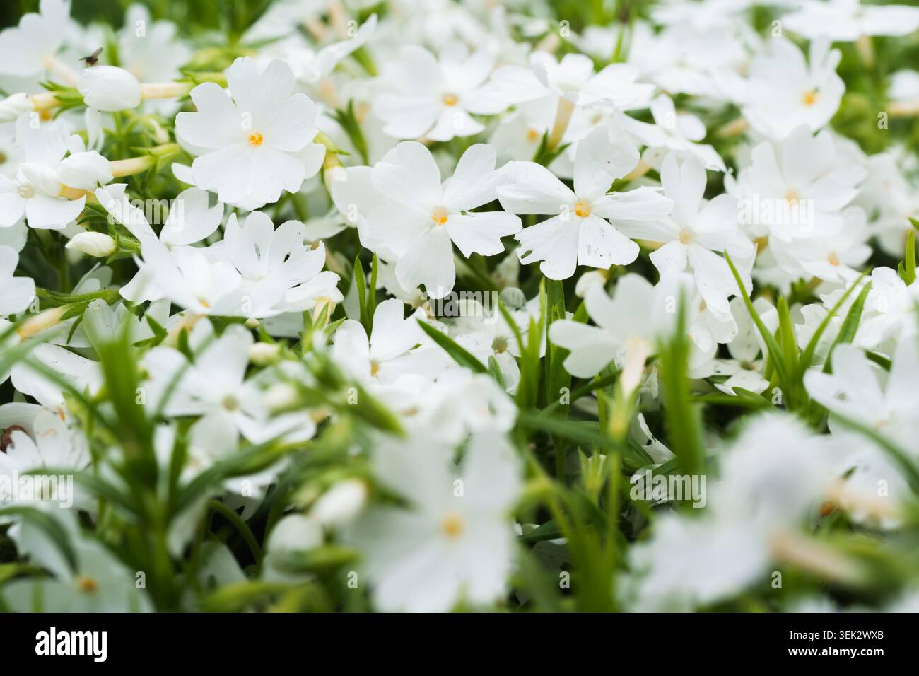 Photo macro de fleurs de phlox blanches rampantes en fleurs créant un magnifique arrière-plan printanier Banque D'Images