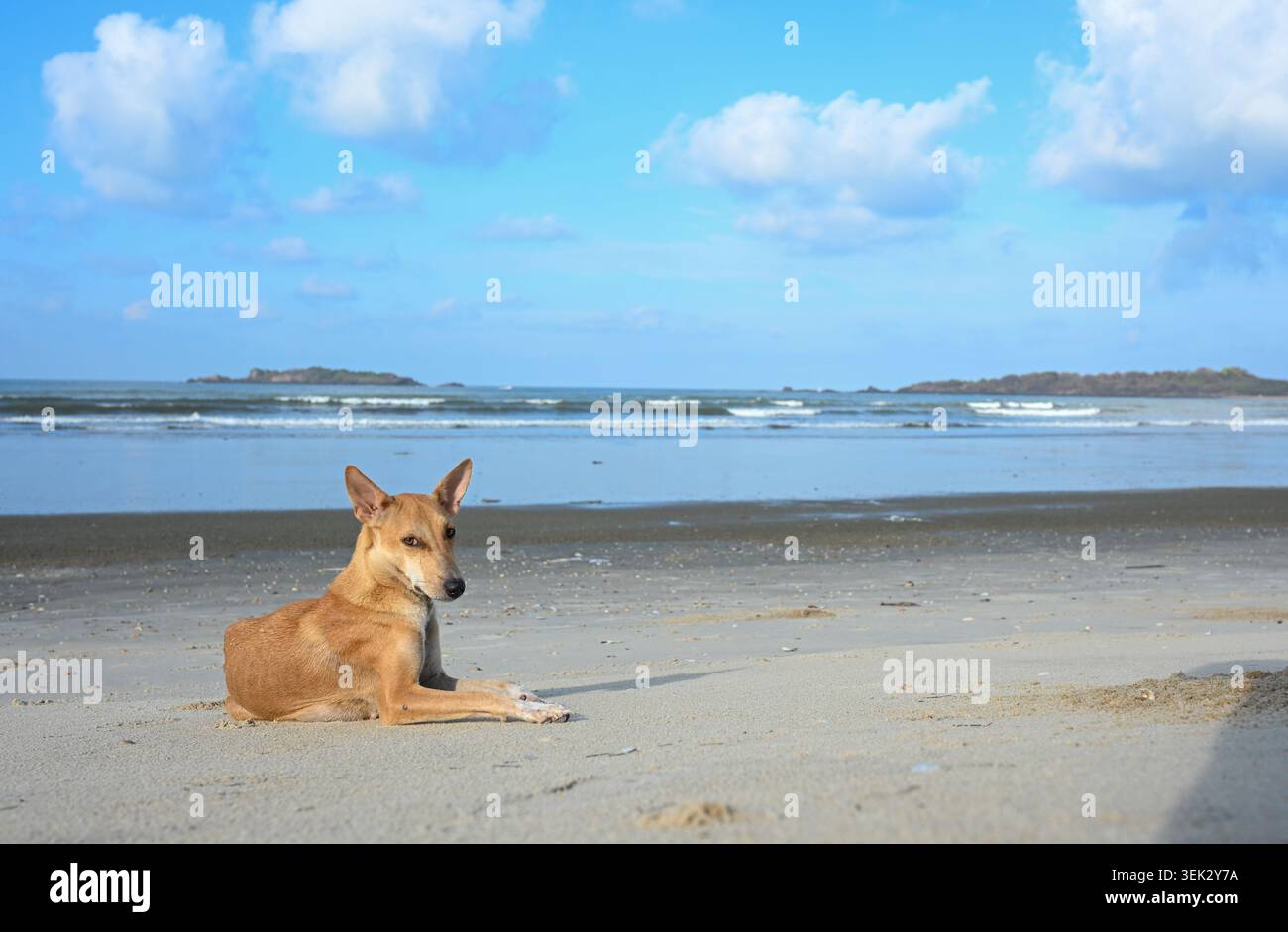 Chien indien reposant sur une plage de sable avec des vagues de l'océan et fond de ciel bleu. Banque D'Images