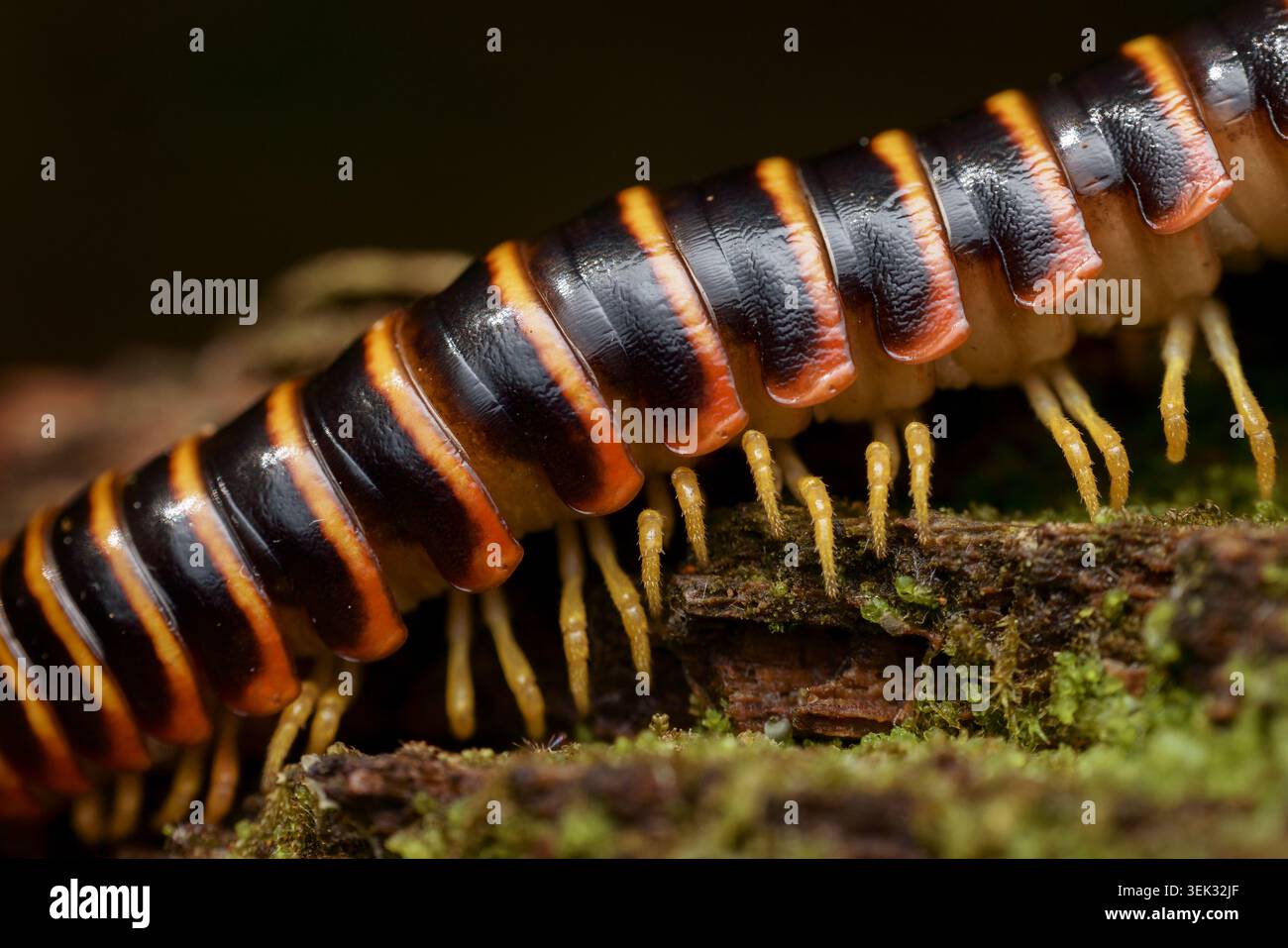 Vue macro détaillée d'un millipèdes coloré sur un bois humide recouvert de mousse avec une faible profondeur de champ. Banque D'Images