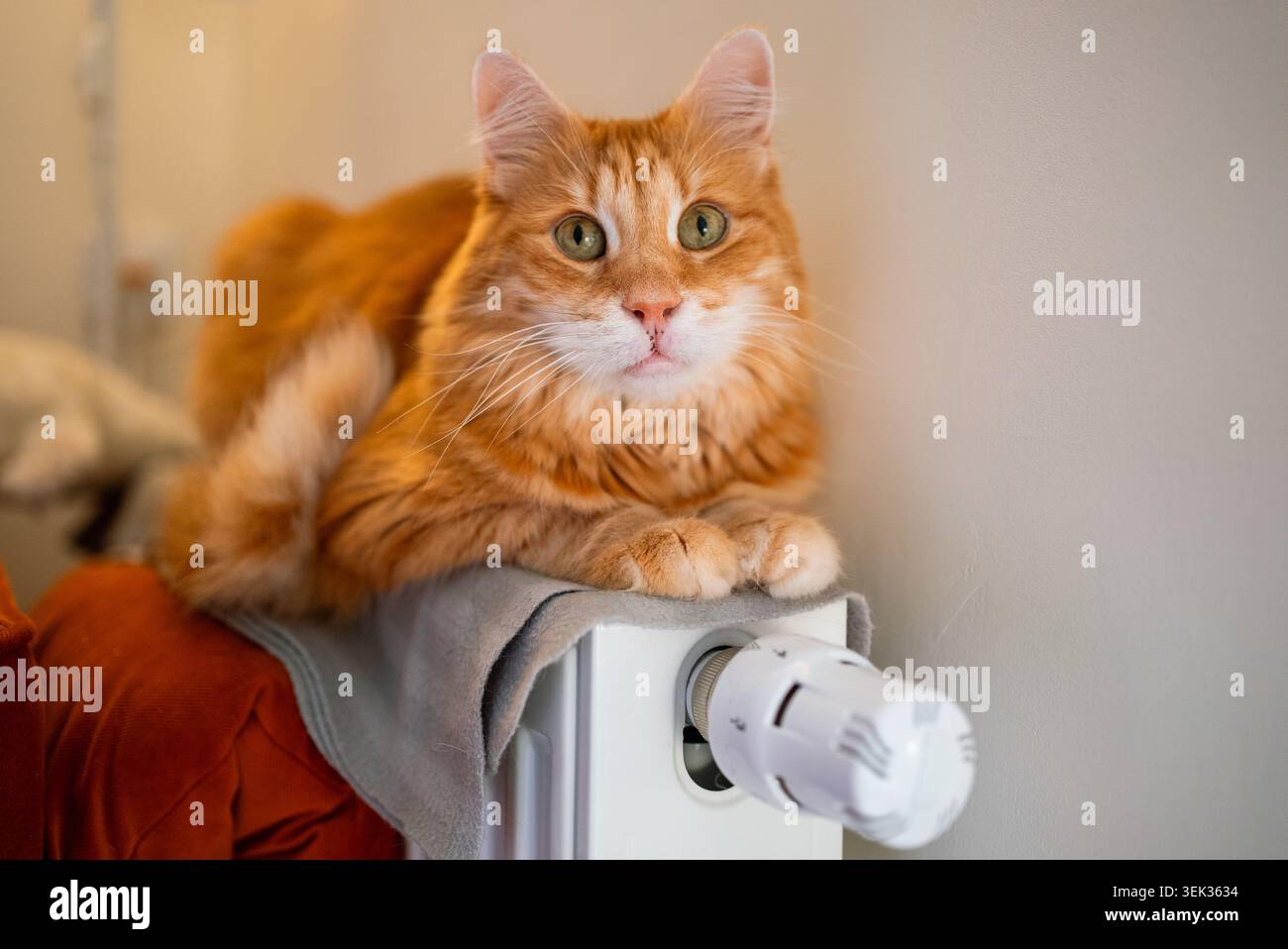 Chat au gingembre enroulé sur un radiateur pour la chaleur, scène intérieure confortable mettant en évidence les températures froides de la maison, le confort des animaux de compagnie et l'augmentation des coûts de chauffage hivernal affectant les ménages Banque D'Images