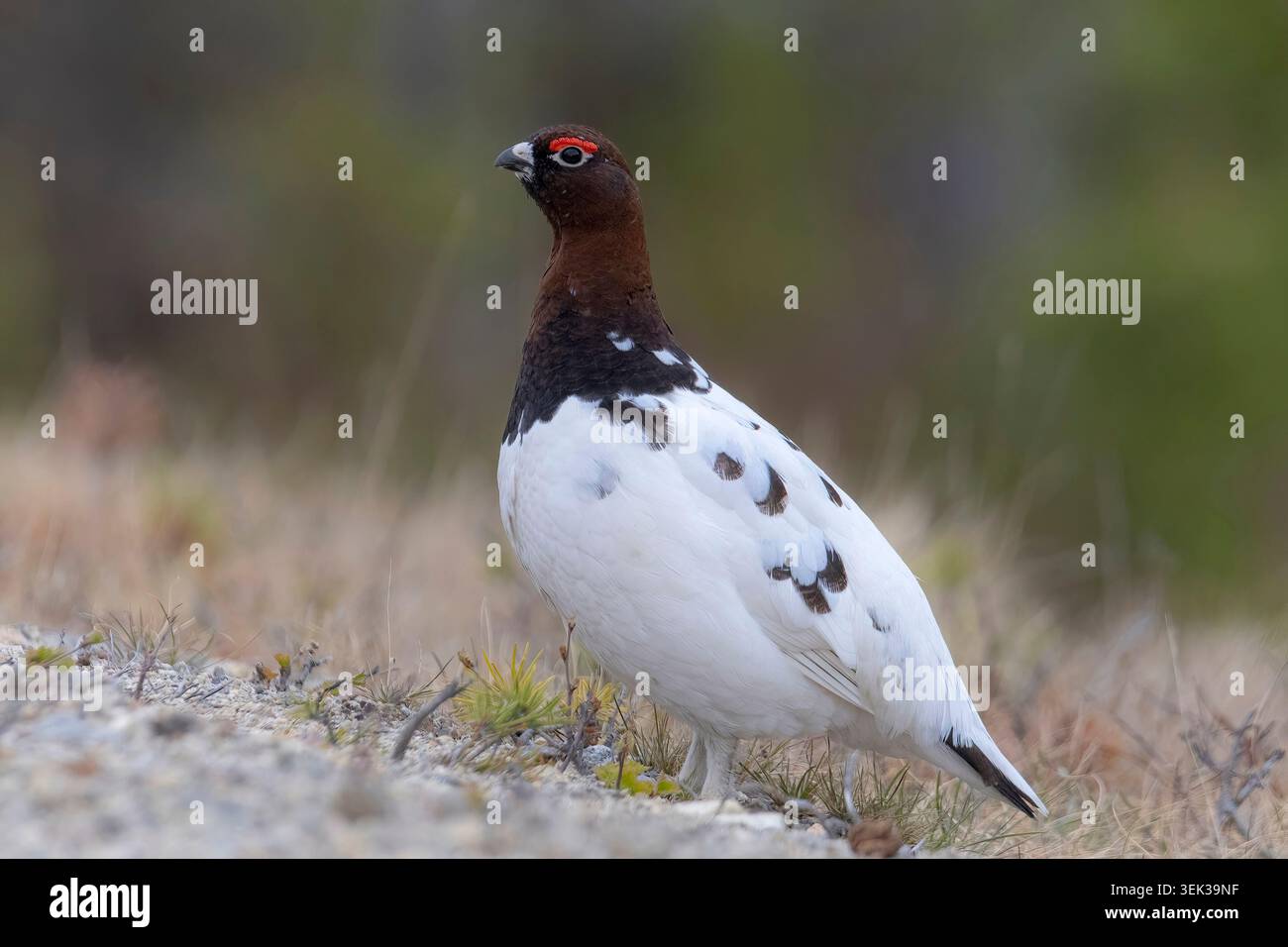 Willow Ptarmigan marchant le long d'une piste de montagne en Norvège entourée par l'habitat de la toundra septentrionale. Banque D'Images