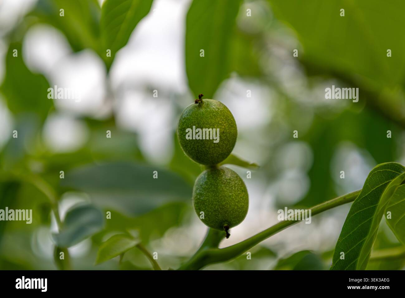 Fruits de noix vert non mûrs sur la branche avec des coquilles sphériques texturées Banque D'Images