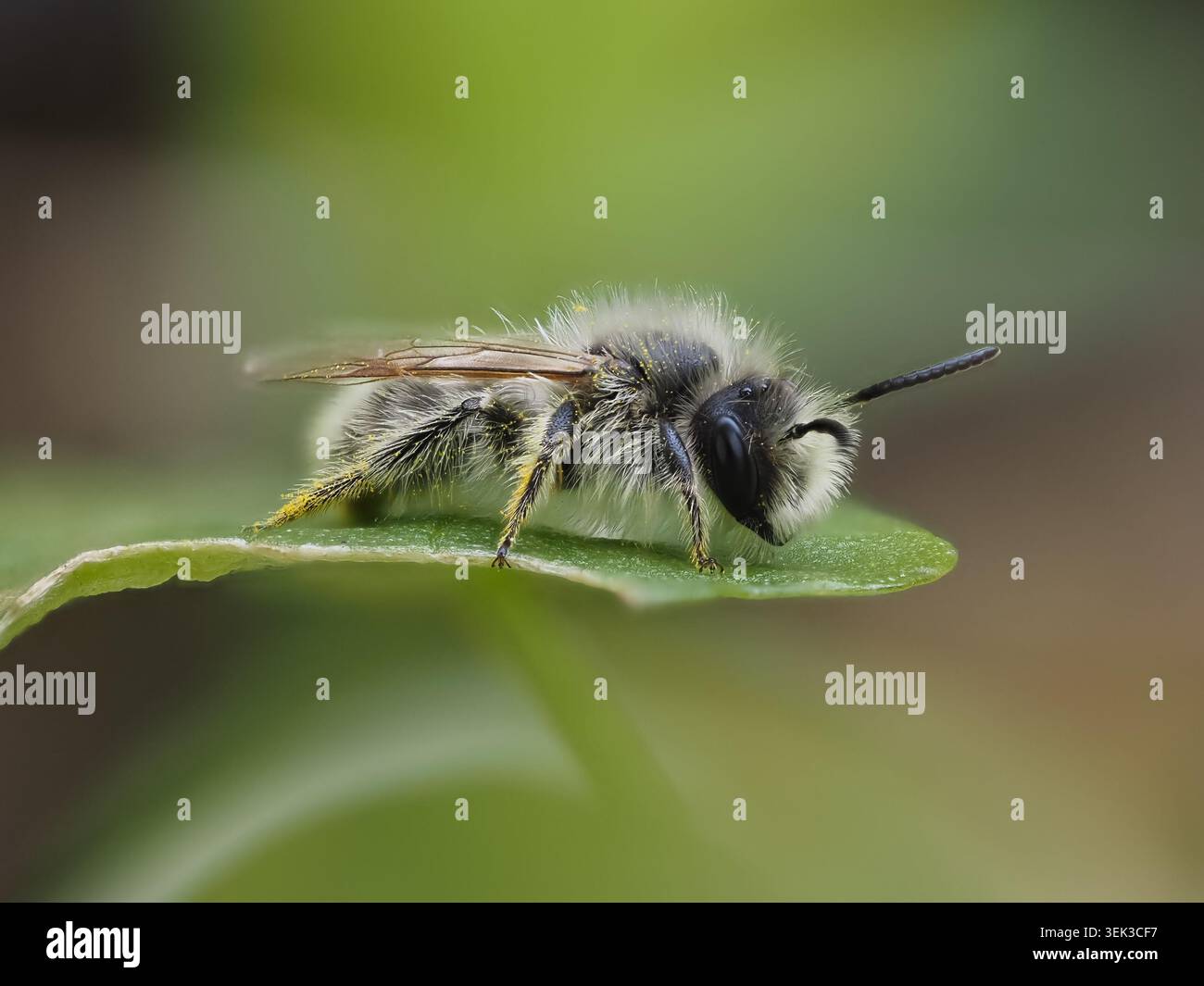 Photo macro d'une petite abeille reposant latéralement sur une feuille verte en Italie, avec un fond de printemps naturel flou et une lumière douce. Banque D'Images