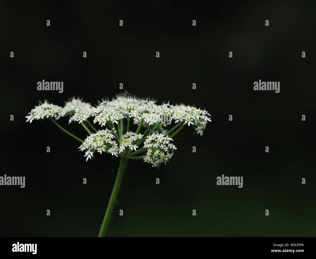 heracleum sphondylium, Barnwell, Northamptonshire, Royaume-Uni Banque D'Images
