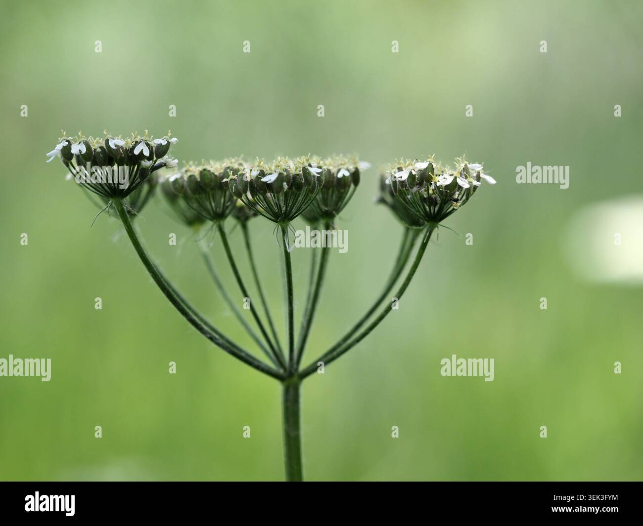 heracleum sphondylium, Barnwell, Northamptonshire, Royaume-Uni Banque D'Images
