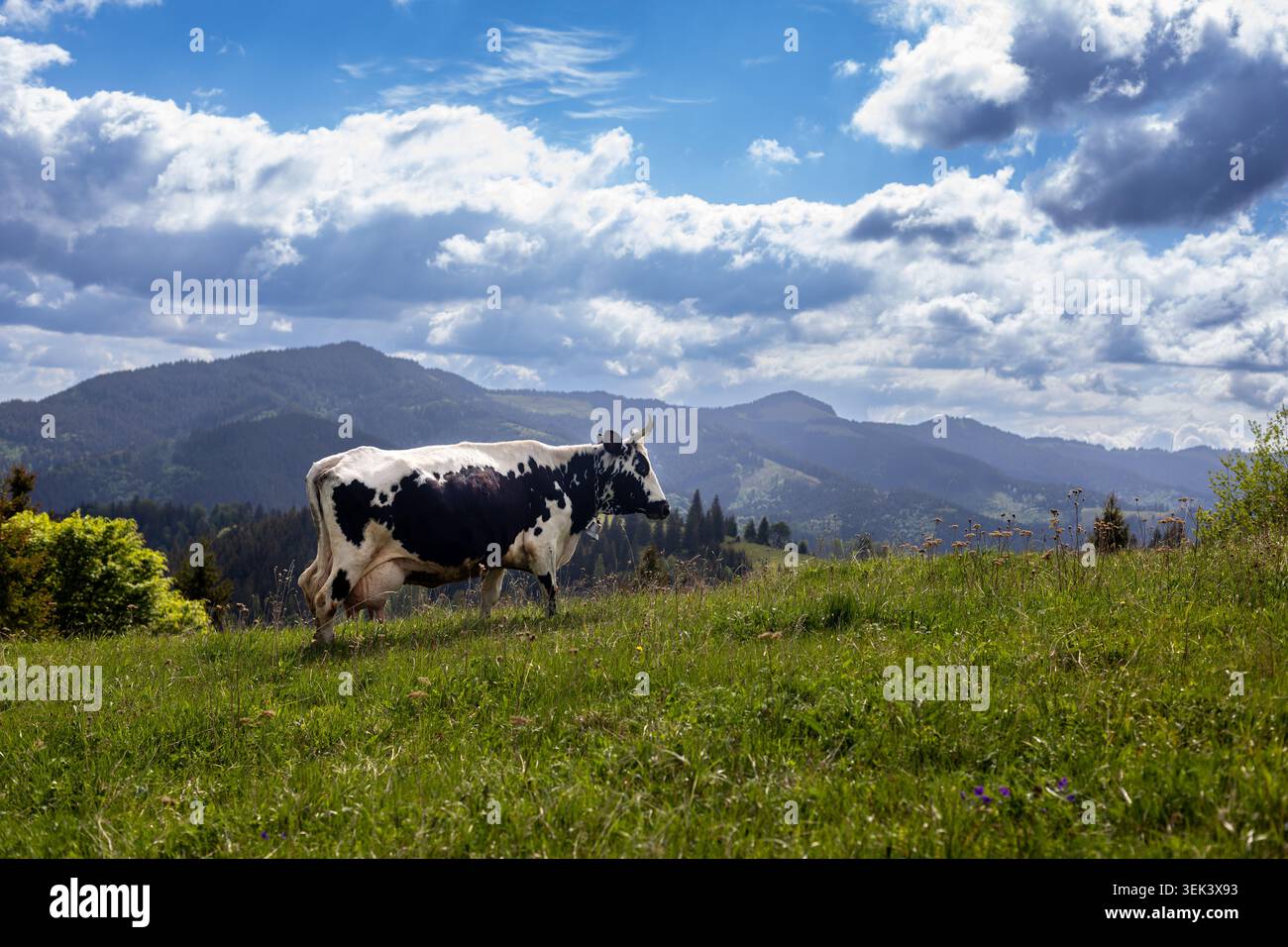 Vache pâturant dans le paysage de prairie de montagne. Vache noire et blanche pâturant sur une prairie alpine verte avec des montagnes boisées et un ciel nuageux spectaculaire dans le Banque D'Images