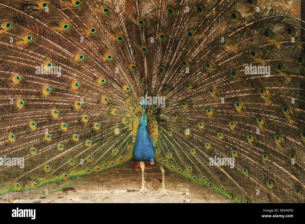 Paon de couleur bleue intense étalant ses plumes de queue, montrant son plumage coloré au monastère Bachkovo, Plovdiv, Bulgarie 2022 Banque D'Images