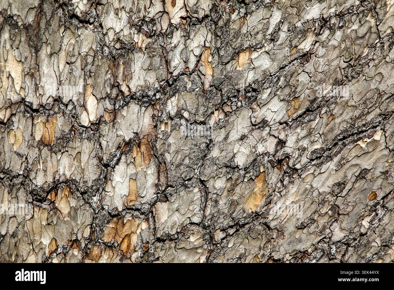 Les textures complexes de l'écorce de pin forment un motif naturel frappant, révélant la beauté sauvage et l'art organique de la forêt Banque D'Images