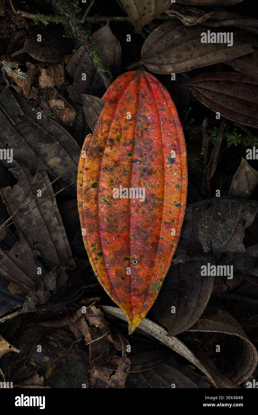 Feuille tombée colorée sur le plancher de la forêt tropicale dans l'habitat de la forêt nuageuse près de Sumaco, Équateur, montrant la décomposition naturelle et la texture. Banque D'Images