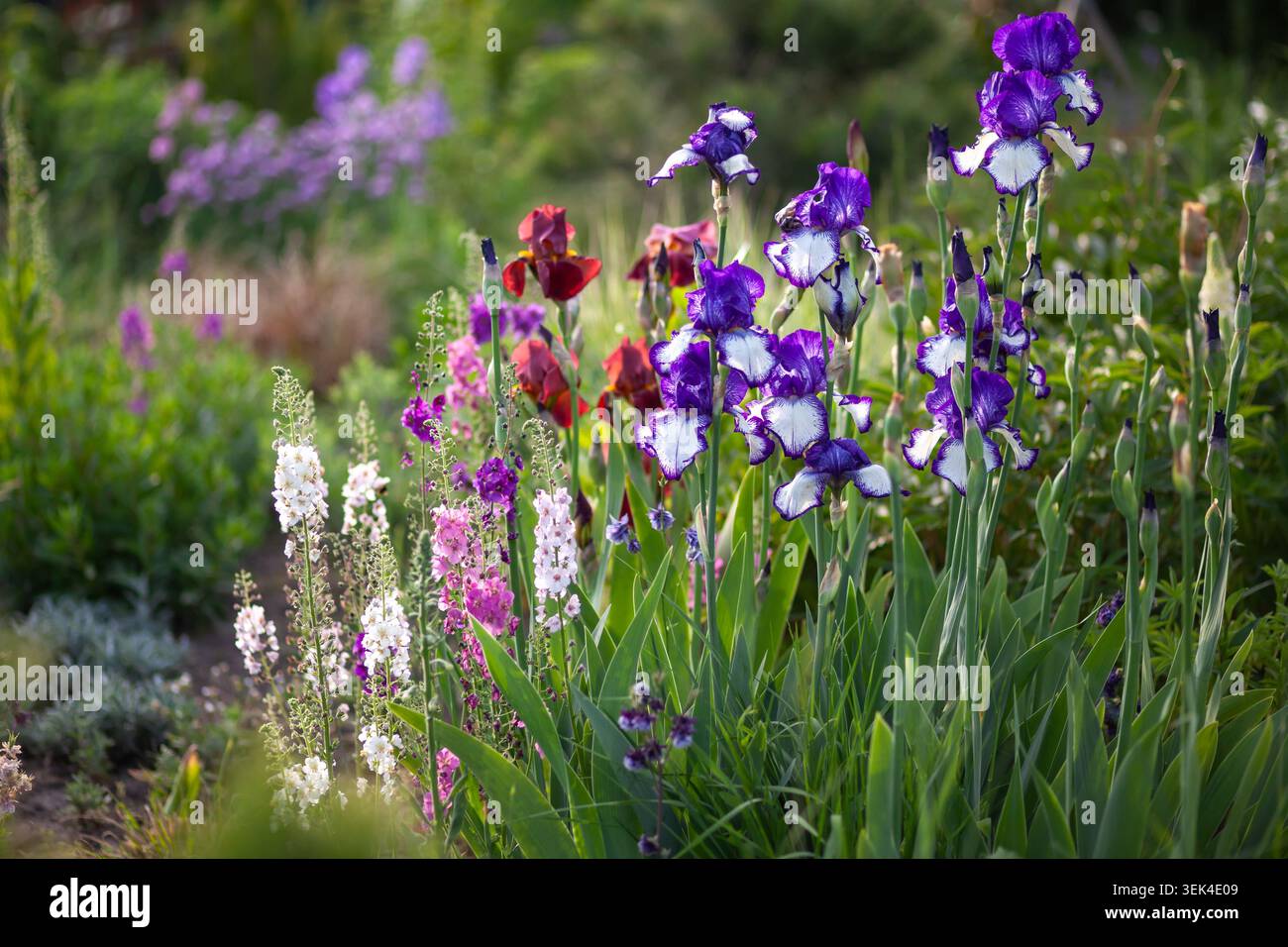Beau parterre de fleurs de printemps avec des iris barbus en fleurs, verbascum, et fleurs aquilegia. Paysage de jardin ornemental en mai Banque D'Images