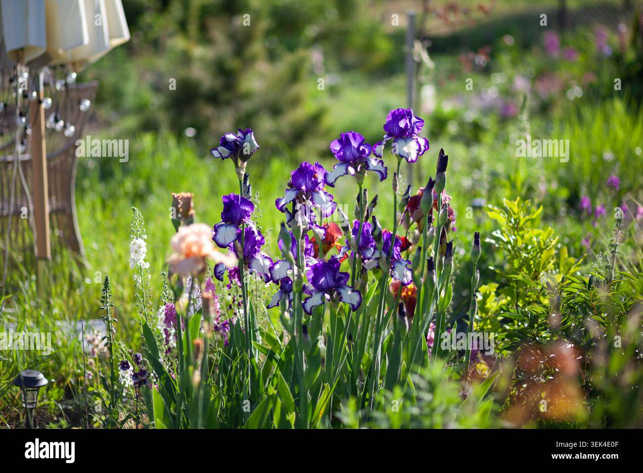 Beau parterre de fleurs de printemps avec des iris barbus en fleurs, verbascum, et fleurs aquilegia. Paysage de jardin ornemental en mai Banque D'Images