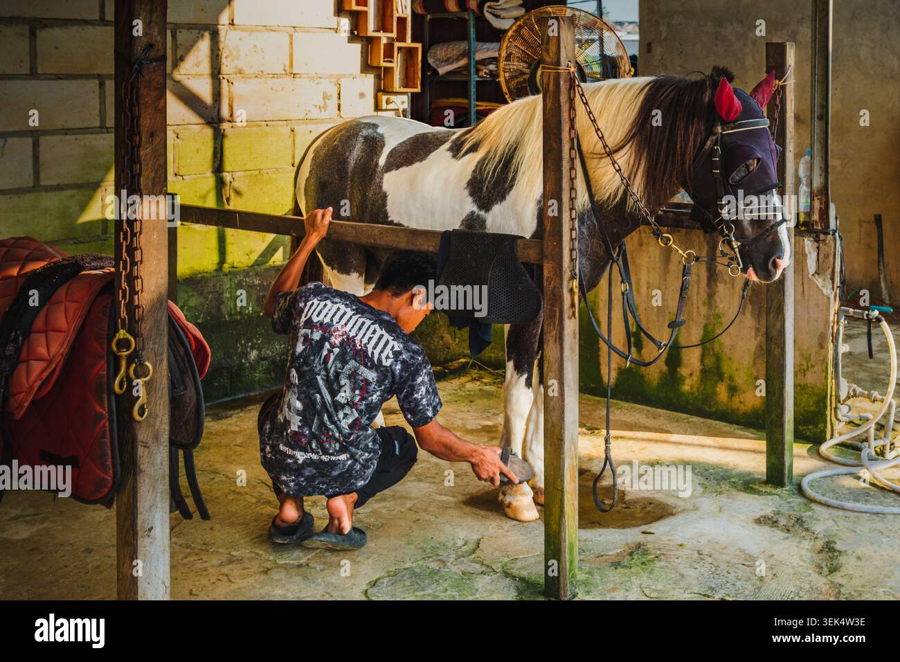 Balikpapan, Indonésie - 25 avril 2026. Une jeune main stable s'accroupit pour brosser méticuleusement les jambes et les sabots d'un cheval Pinto. Banque D'Images