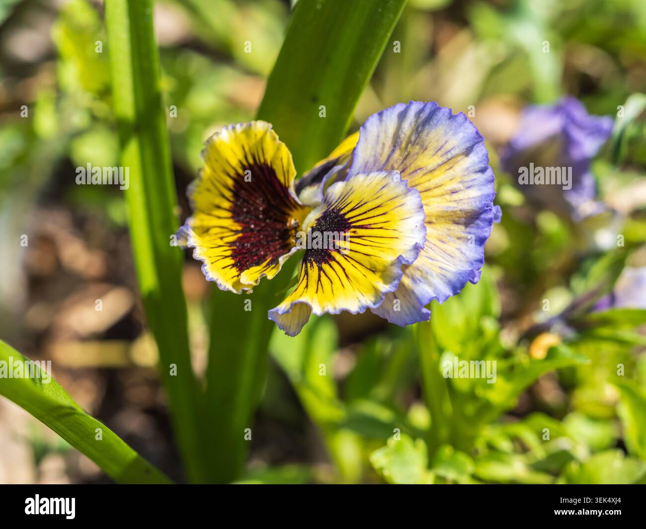 Heartsease ou Viola tricolore, Johnny Jump Up, Yellow Pansy, Heart's Ease, Heart's Delight, chatouille-ma-fantaisie, Jack-saute-et-baiser-moi, viens-et-câlin- Banque D'Images