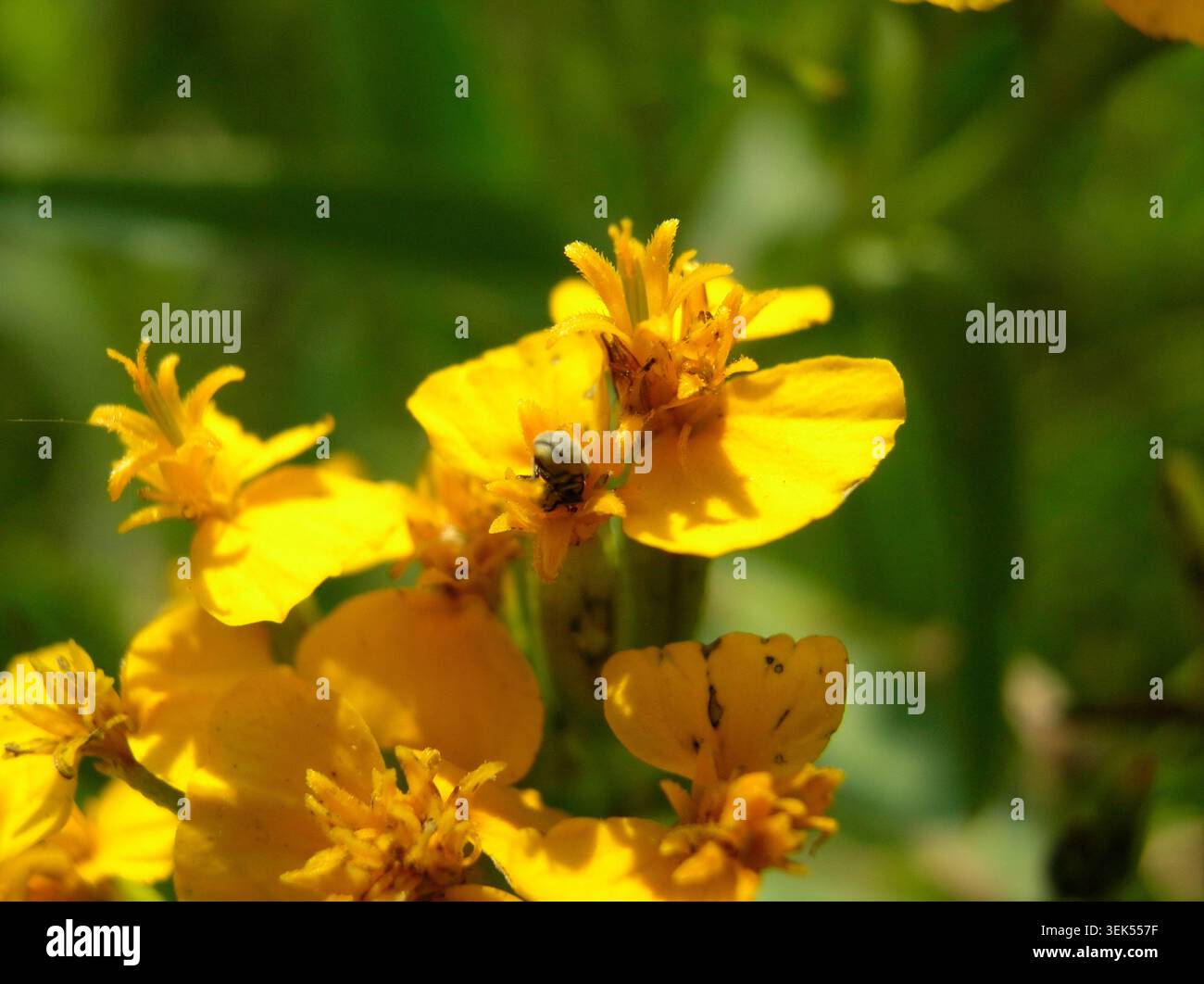Perspective macro extrême d'un minuscule coléoptère profondément à l'intérieur de la structure des pétales d'une petite fleur sauvage jaune dans un champ vert flou. Banque D'Images