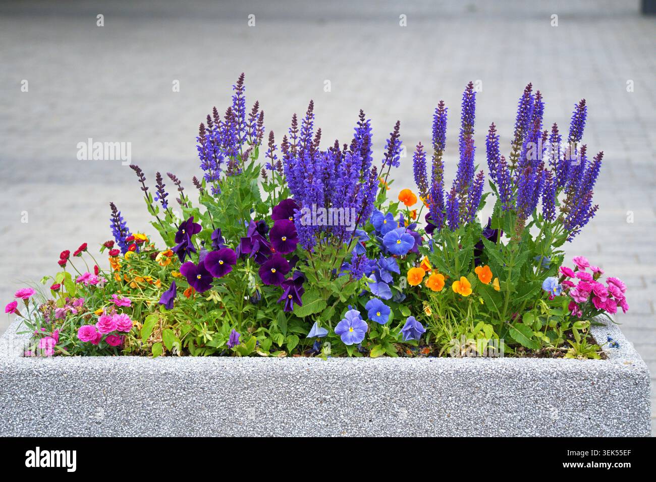 Salvia nemorosa et alto dans un parterre de fleurs dans une composition extérieure. Photo de haute qualité Banque D'Images