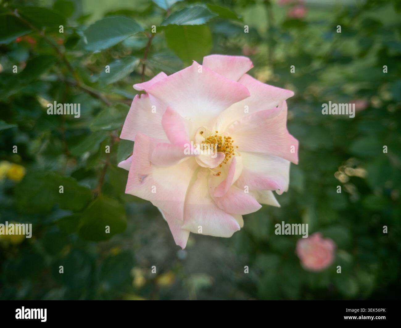 Vue rapprochée d'une belle rose pâle et rose blanche fleurissant dans le jardin. Banque D'Images