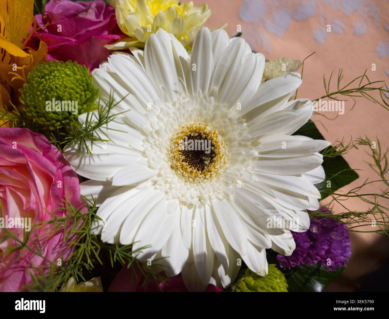 Vue rapprochée d'une belle fleur de gerbera blanche en Marguerite dans un bouquet coloré. Banque D'Images