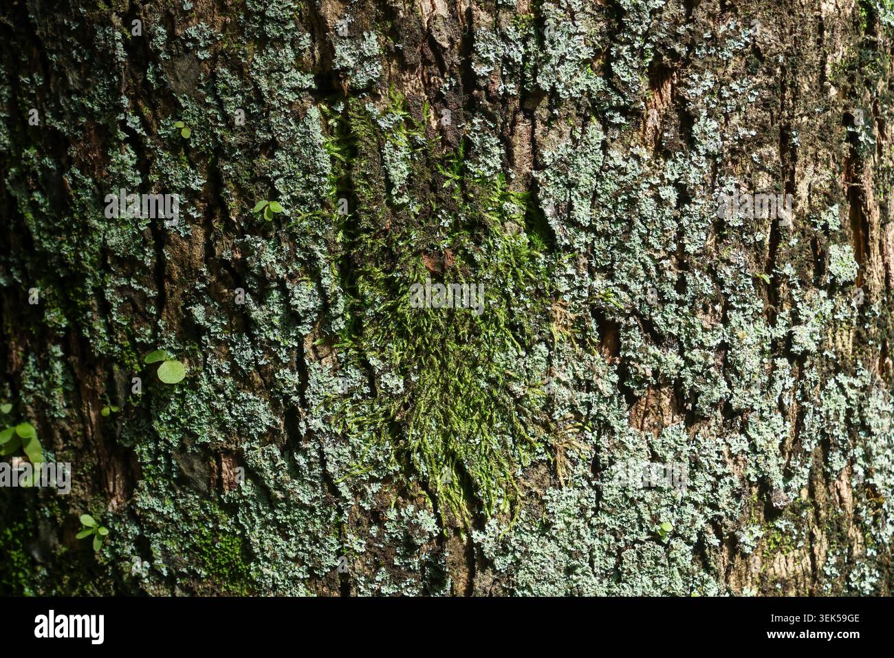 Photographie détaillée en gros plan montrant de l'écorce d'arbre texturée rugueuse recouverte de mousse verte vive et de lichen gris créant calme et paisible PA abstrait naturel Banque D'Images