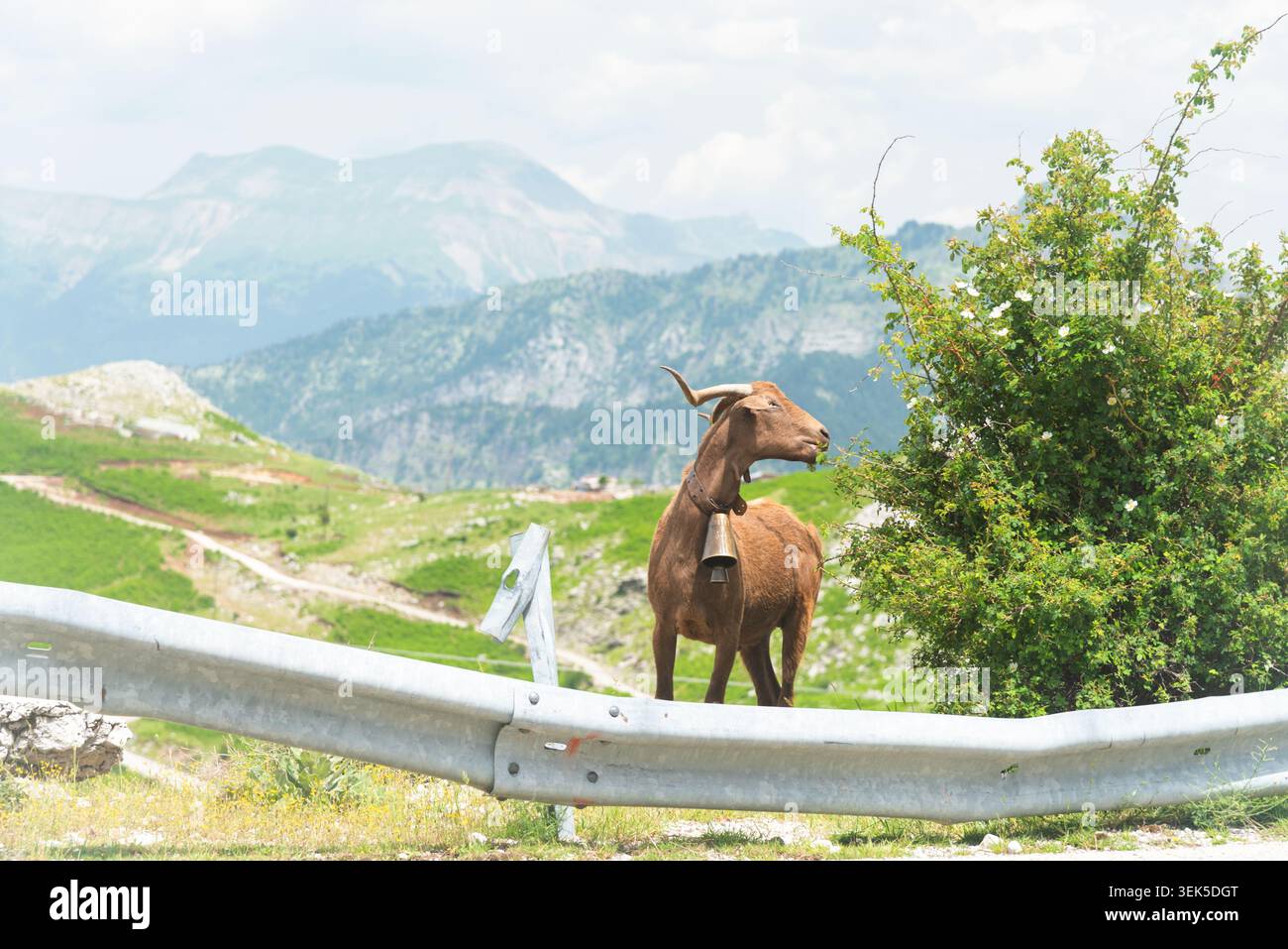 Une chèvre mange dans les montagnes. Banque D'Images