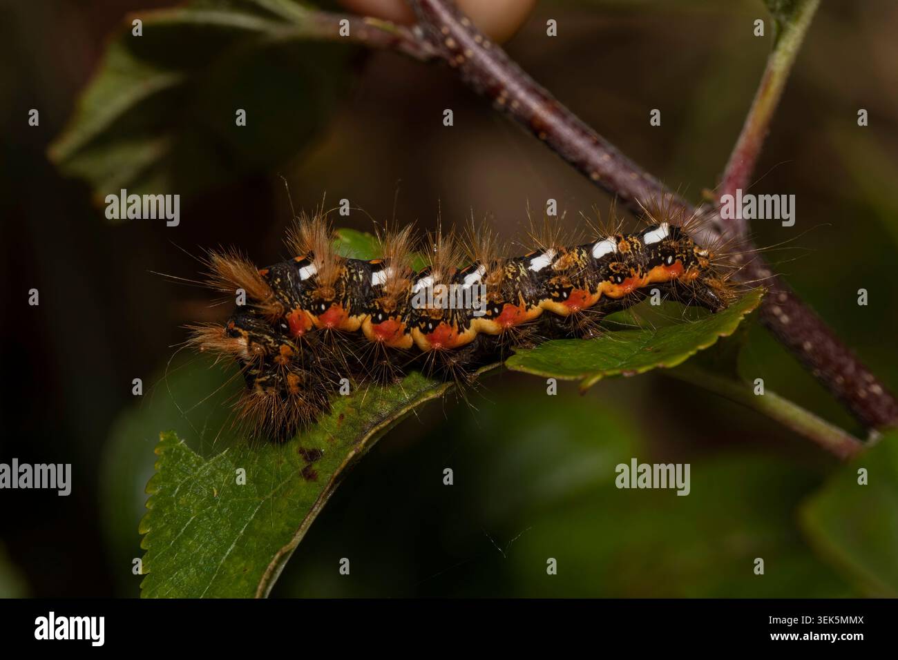 Noeuds herbe mites chenille reposant sur une feuille dans un pré britannique, montrant un camouflage cryptique dans un habitat de prairie Banque D'Images