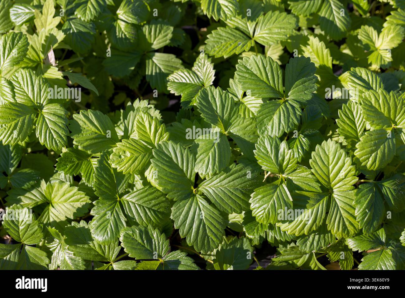semis de fraises avec des feuilles vertes avant la plantation dans le champ, un grand nombre de pousses de fraises douces poussent ensemble sous des pluies ensoleillées et chaudes Banque D'Images