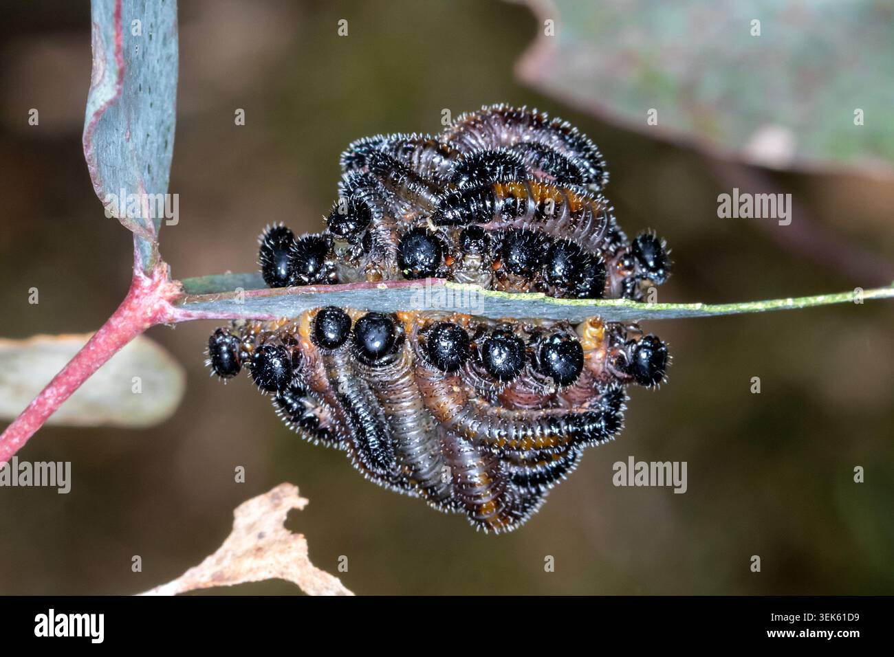 Larves de mouche-scie regroupées sur une feuille d'eucalyptus, Victoria, Australie. Banque D'Images