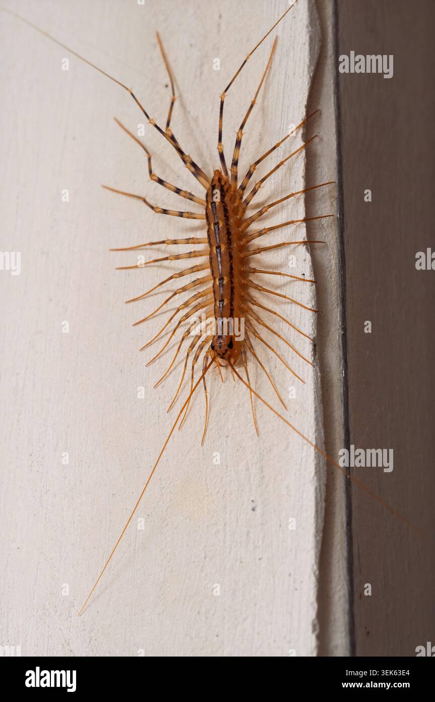Gros plan d'une maison centipèdes avec de longues antennes et des jambes rampant sur un mur Banque D'Images
