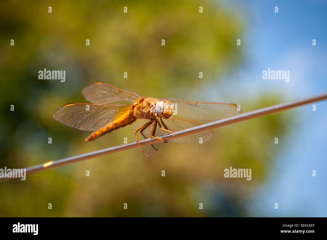 Gros plan d'une libellule perchée sur un mince fil à la lumière naturelle du soleil Banque D'Images
