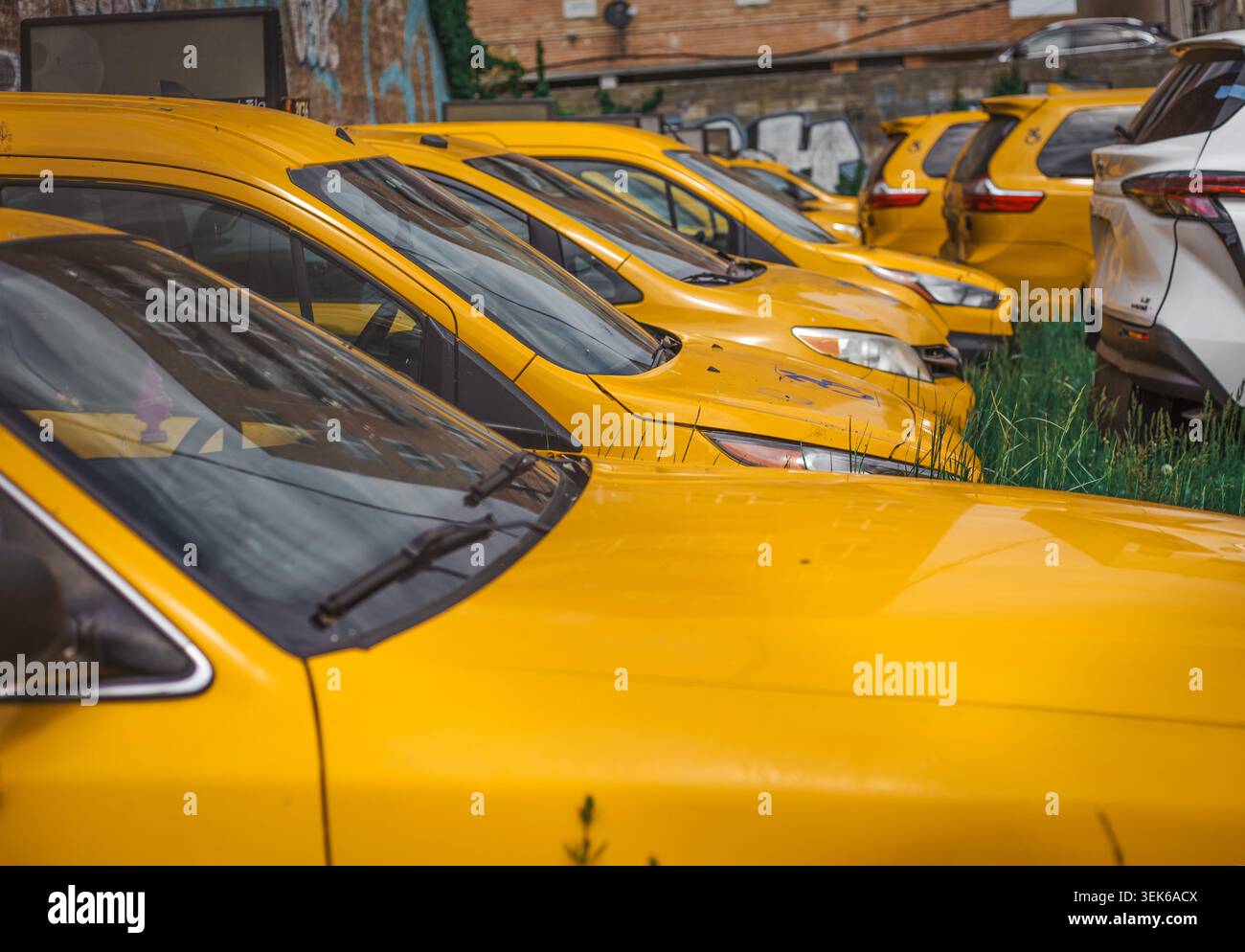 Flotte de taxis jaunes garés dans les hautes herbes Banque D'Images