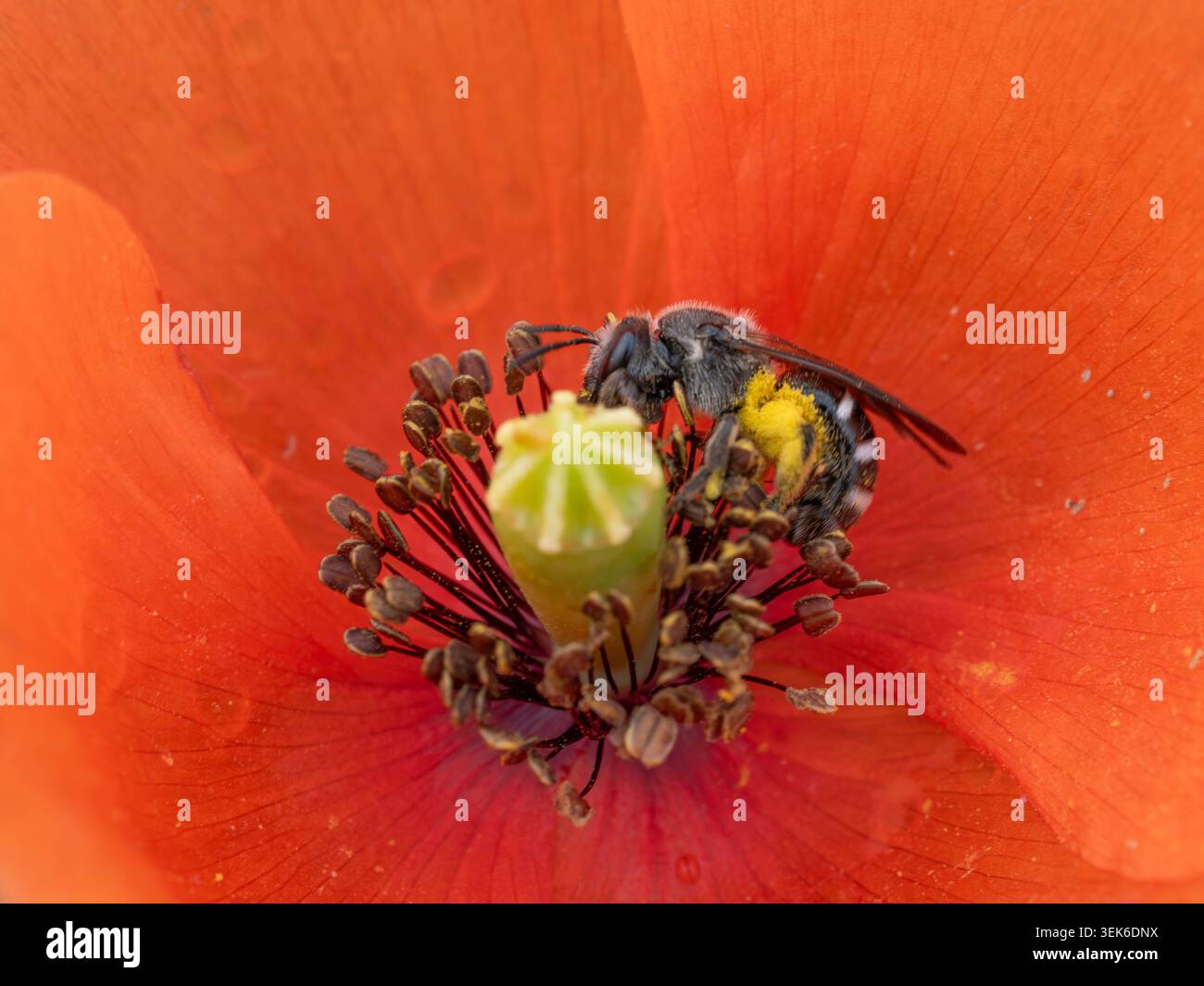Bio Diversity - Lasioglossum sexnotatum - Macro d'une très petite abeille à l'intérieur d'une fleur rouge. Photo de haute qualité Banque D'Images
