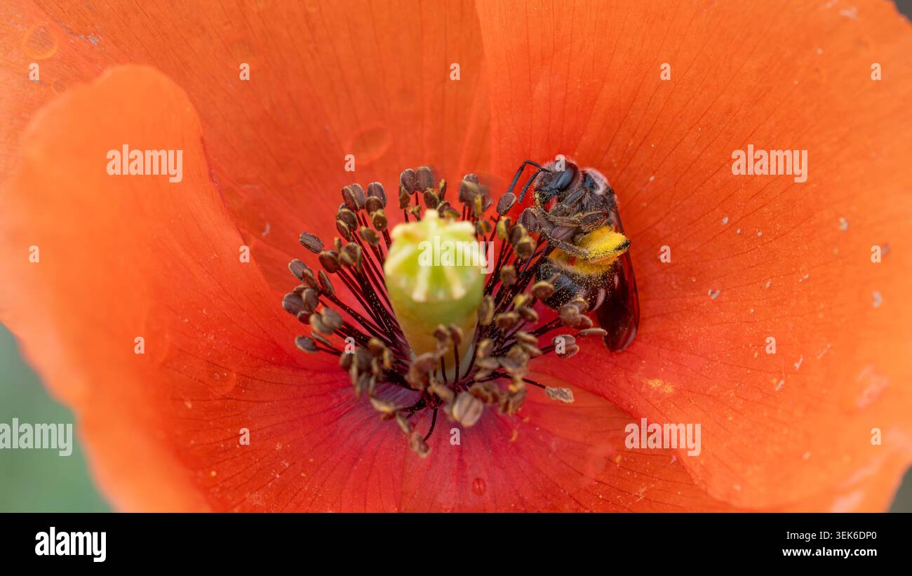 Bio Diversity - Lasioglossum sexnotatum - Macro d'une très petite abeille à l'intérieur d'une fleur rouge. Photo de haute qualité Banque D'Images