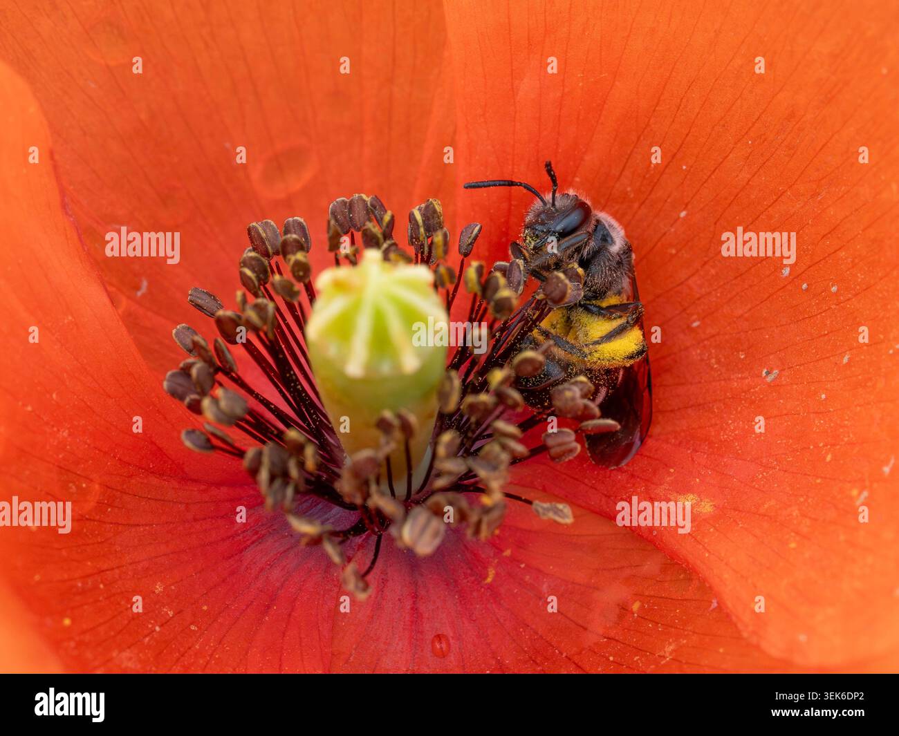 Bio Diversity - Lasioglossum sexnotatum - Macro d'une très petite abeille à l'intérieur d'une fleur rouge. Photo de haute qualité Banque D'Images