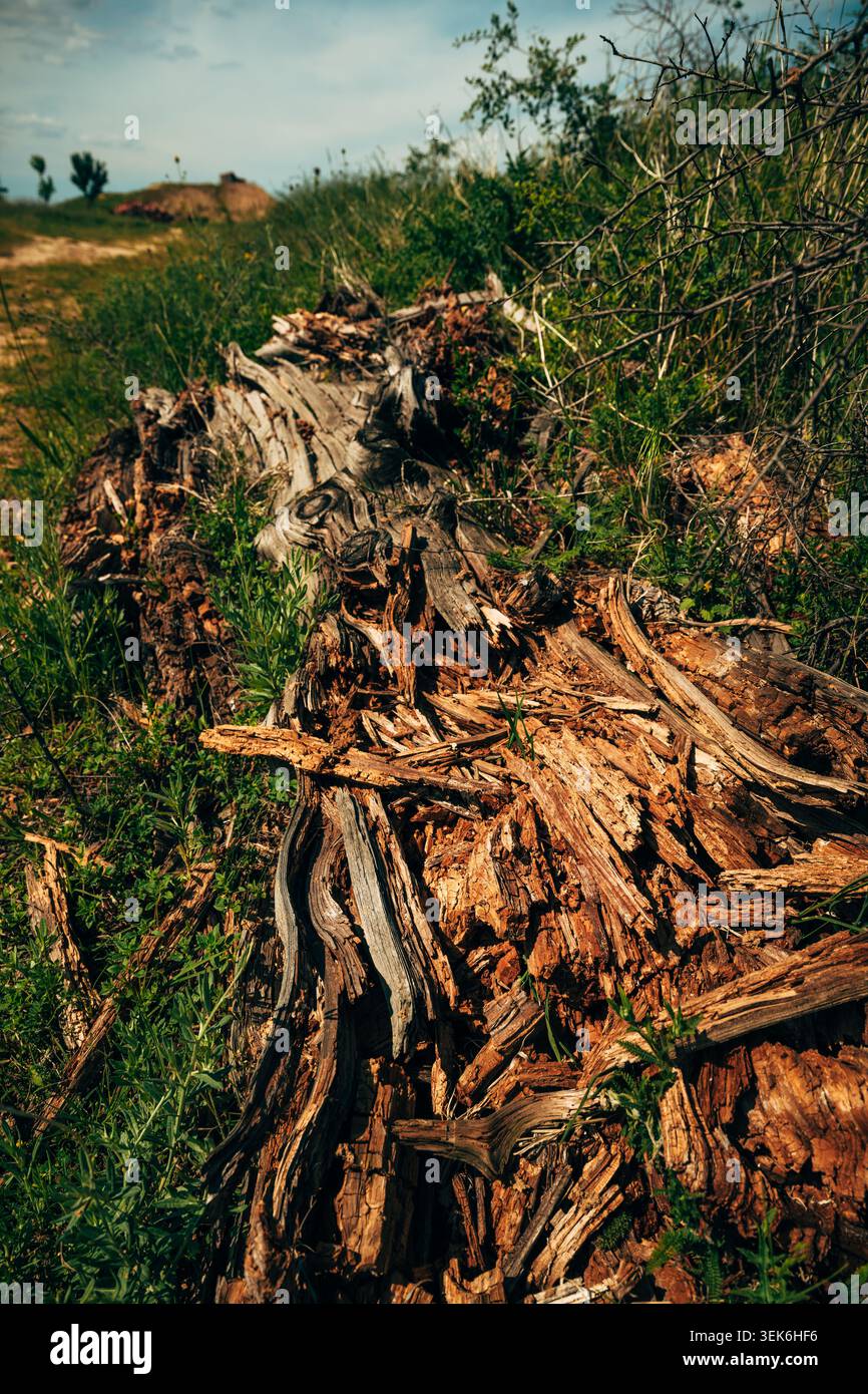Tronc d'arbre en décomposition dans un champ herbeux — texture du bois altérée et décomposition naturelle dans un paysage rural, foyer sélectif Banque D'Images