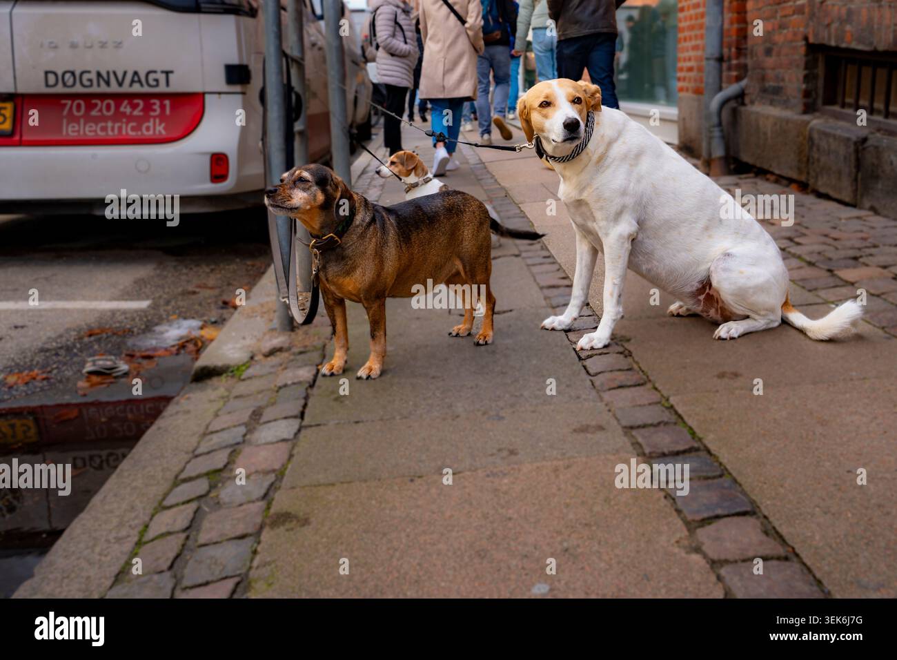 Plus d'un demi-million de ménages au Danemark possèdent un chien, bien que Copenhague, où vivent ces trois chiens, ne soit pas la ville la plus conviviale d'Europe Banque D'Images