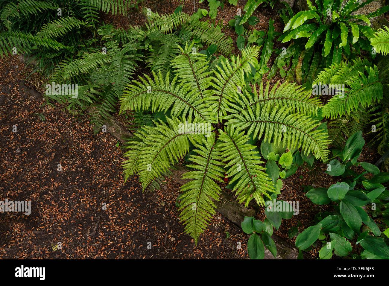 Fougère Hard Shield (Polystichum aculeatum) en croissance Banque D'Images