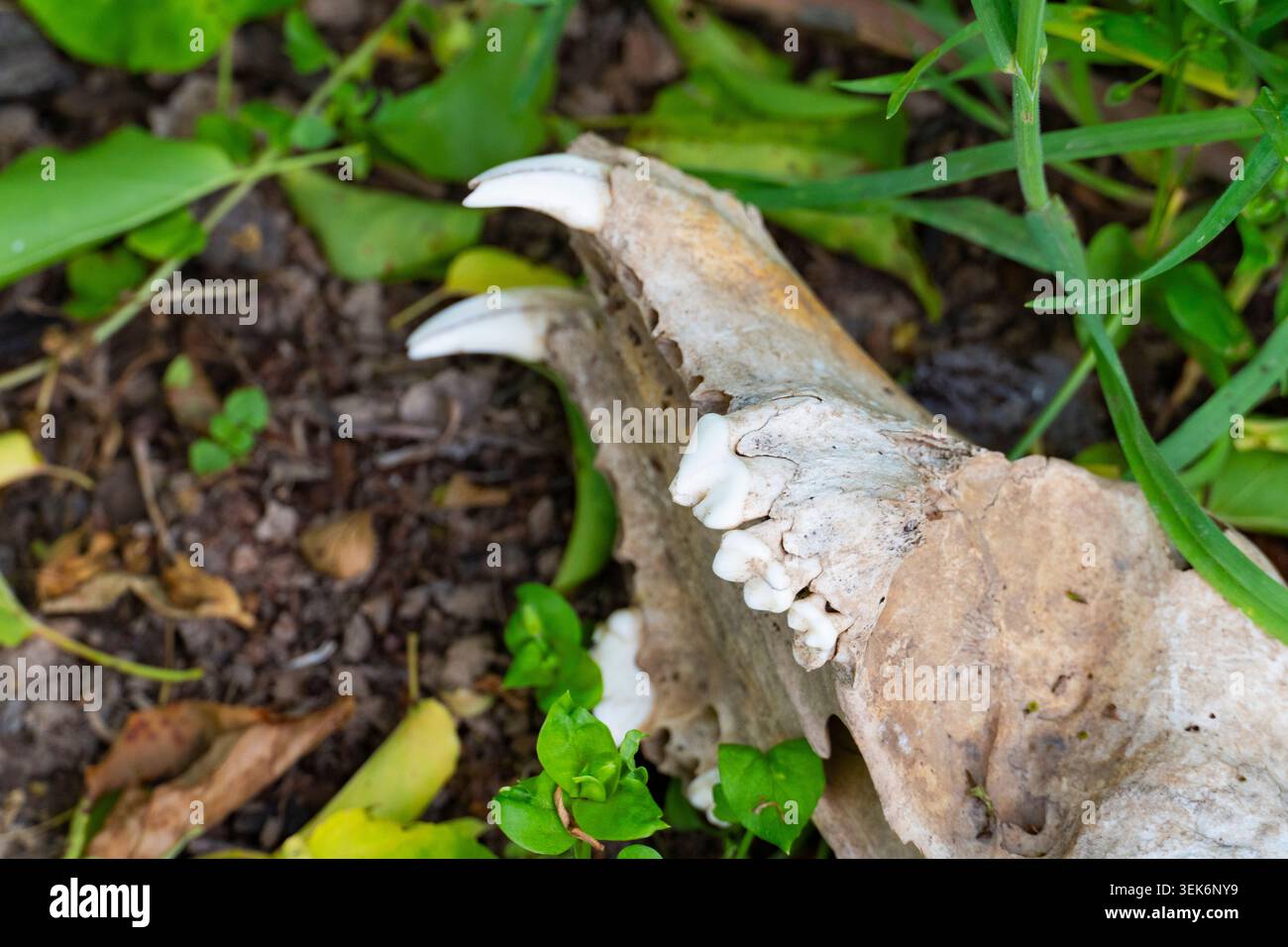 Crâne animal altéré se trouvant parmi les feuilles vertes et le sol, symbolisant la faune, la décomposition naturelle et le cycle écologique de la vie et de la mort Banque D'Images