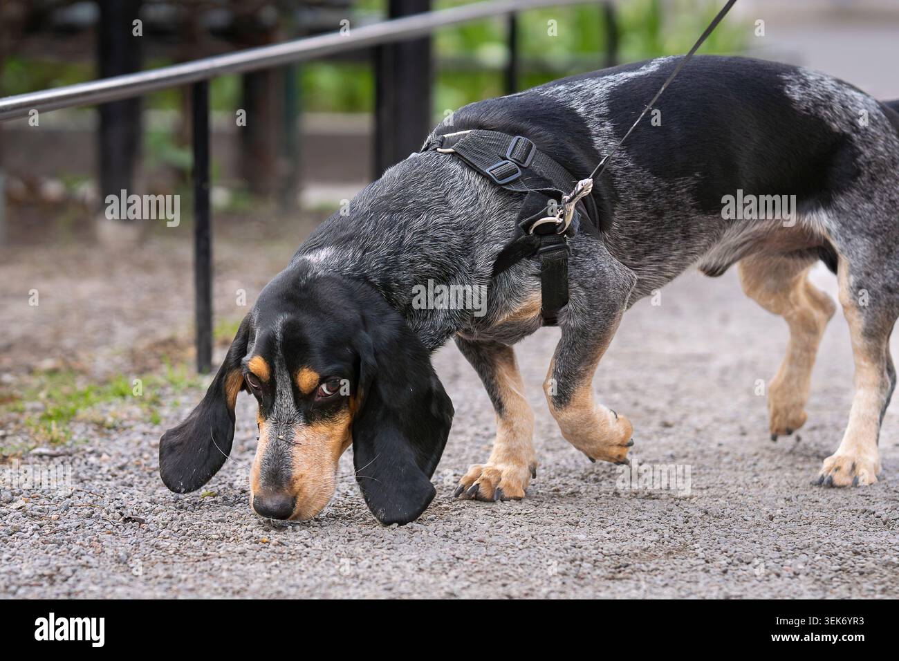 Bluetick Coonhound debout alerte en laisse dans un parc urbain, mettant en valeur son pelage teinté bleu distinctif, ses longues oreilles et son expression attentive. Banque D'Images